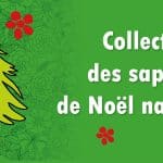 Collecte des sapins de Noël